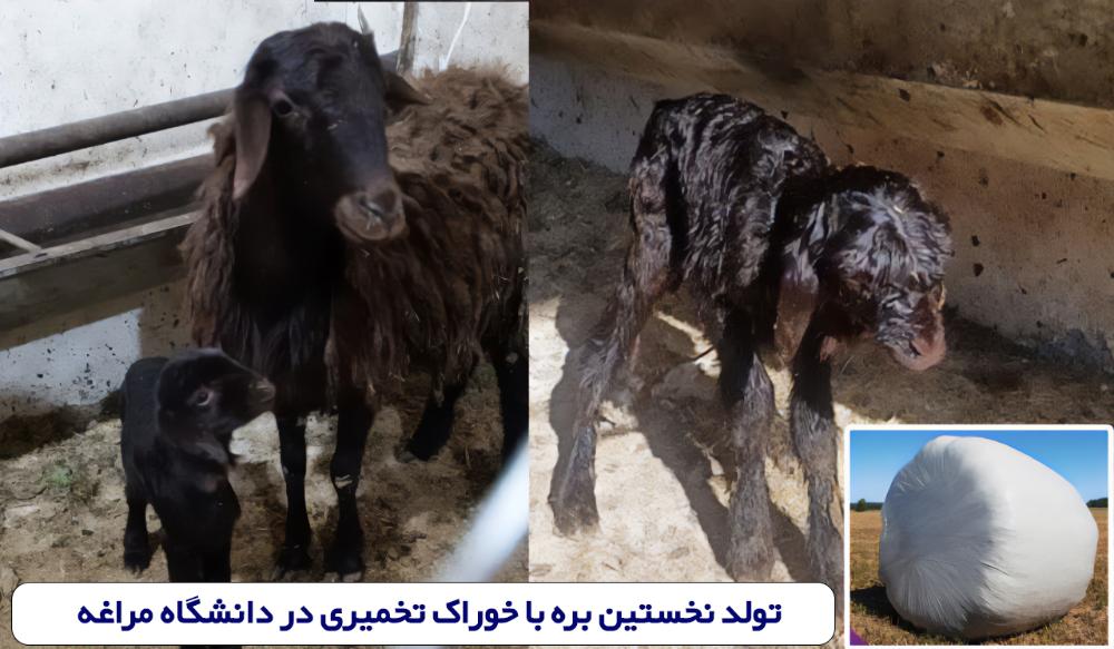 تصویر کوچک
